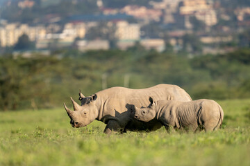 Nakuru national park, black rhino, Diceros bicornis