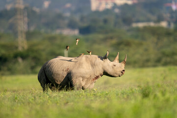 Nakuru national park, black rhino, Diceros bicornis © Ondrej