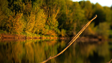 A tree branch hangs over a lake, blending with the natural landscape