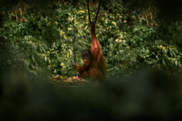 Bornean orangutan, Pongo pygmaeus, great ape animal in the tropic forest, Sabah, Kinabatangan river in Borneo, Malyasia. Orange fur coat monkey in the nature habitat. Rare mammal on the tree, Borneo. © ondrejprosicky