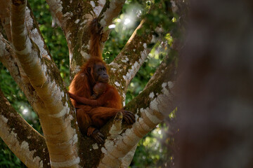 Bornean orangutan, Pongo pygmaeus, great ape animal in the tropic forest, Sabah, Kinabatangan river in Borneo, Malyasia. Orange fur coat monkey in the nature habitat. Rare mammal on the tree, Borneo.