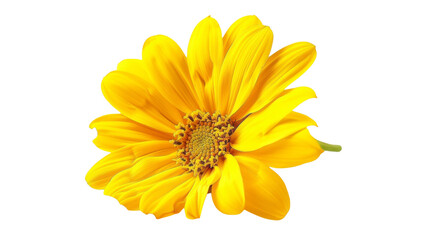 Naklejka premium Yellow daisy