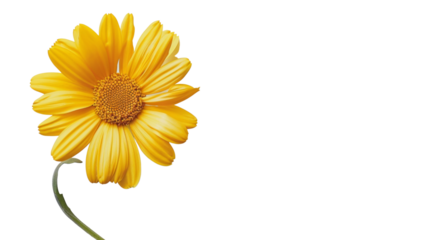 Yellow daisy