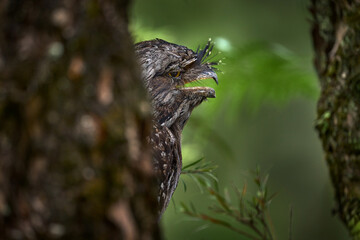 Tawny frogmouth, Podargus strigoides, frogmouth bird native to the Australian mainland and Tasmania. Cute curious owl like bird sitting on the stone in the forest, Australia wildlife. Potoo in dark.