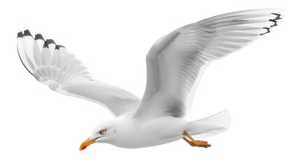 Fototapeta premium Seagull flying 