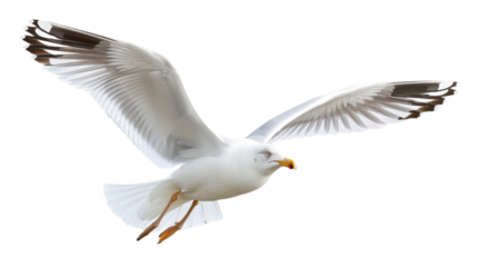 Seagull flying 