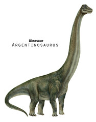 Argentinosaurus illustration. Dinosaur very long neck. Green giant dino © inna72