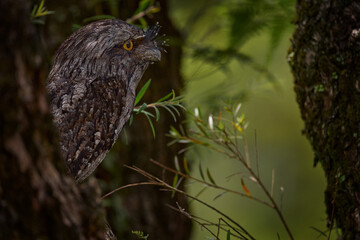 Tawny frogmouth, Podargus strigoides, frogmouth bird native to the Australian mainland and Tasmania. Cute curious owl like bird sitting on the stone in the forest, Australia wildlife. Potoo in dark.