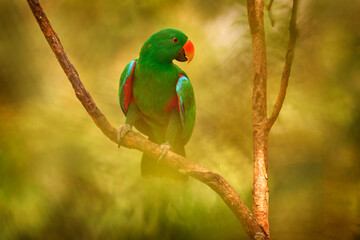 Papuan eclectus, red-sided eclectus, Eclectus polychloros, green big parrot from New Guinea, Asia. Papuan eclectus, bird in the nature forest habitat, Papua. Wildlife nature.