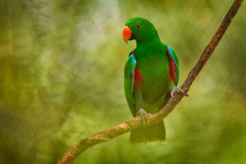 Papuan eclectus, red-sided eclectus, Eclectus polychloros, green big parrot from New Guinea, Asia. Papuan eclectus, bird in the nature forest habitat, Papua. Wildlife nature.