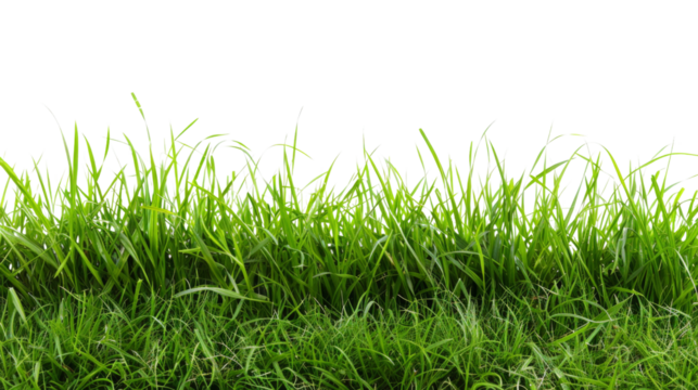 Fresh green grass border