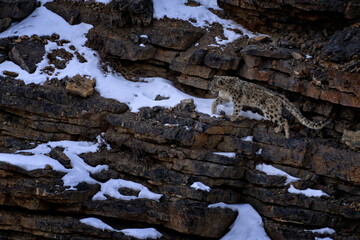 Snow leopard, wild cat in rock snowy mountain, , Spiti Valley, Himalayas in India. leopard Panthera uncia in the rock habitat, wildlife nature. Snow leopard on the rock in winter, Asia nature.