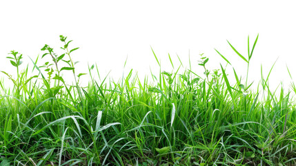 Fototapeta premium Fresh green grass border