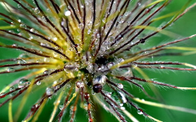 Verwelkte Pulsatilla im Regen