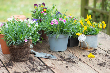 pretty and colorful spring flowers on a wooden table; with gardening tools and dirt in a garden