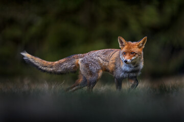 Red fox lost in the dark forest. Cute orange fur coat animal in the nature habitat, wildlife nature...