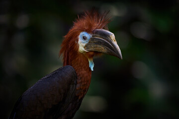 black-casqued hornbill, Ceratogymna atrata, close-up detail portrait in nature. Bird in nature forest habitat, brown head, blue face, long bill. black-casqued hornbill from Congo and Uganda, Africa.