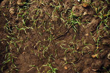 Small green shoots growing in good soil. The concept of agriculture, organic gardening, planting or ecology. Young shoots, growing seedlings.
