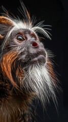 Obraz premium Detailed view of an Emperor Tamarin monkeys face against a black backdrop