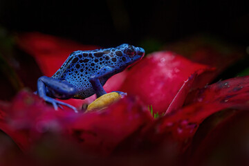 Dendrobates tinctorius 'True Sipaliwini', Dyeing Poison Dart Frog, blue frog in tropical nature. Wildlife French Guiana. Venomous toxic amphibian on the red flower bloom. Exotic animal in the jungle.
