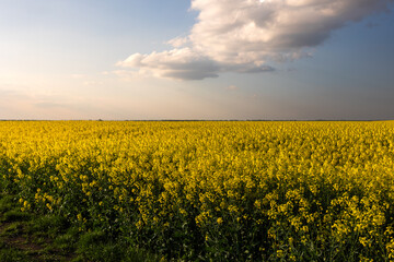 Obraz premium Yellow rapeseed field at the sunset.