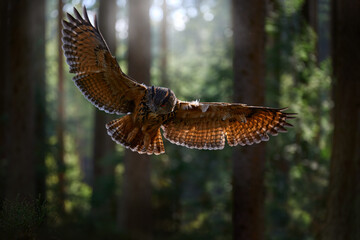 Autumn forest wildlife. Flying Eurasian Eagle Owl, Bubo bubo, with open wings in forest habitat, orange autumn trees in background. Bird flight.