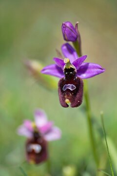 Close up photo of Ophrys biscutella. Gargano, Italy, Europe.