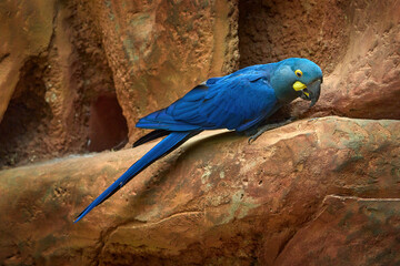 Lear's macaw, Anodorhynchus leari, large blue rare parrot from Brazil. Indigo macaw, bird in the...