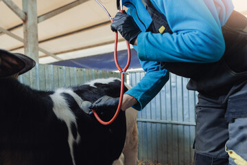 Happy woman vet doctor uses stethoscope for checks health of calf and medical treatments cow in...