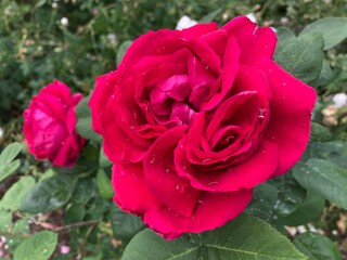 red rose in the garden