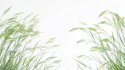 Obraz premium Two uncomplicated grasses against a blank white backdrop