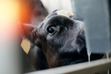 Newborn calf drinks colostrum milk from teat. Ecological feeding of baby cows on farm livestock