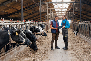 Young vet doctor female worker and man farmer discussing characteristics of holstein cows on modern...