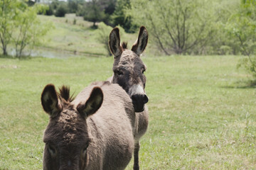 Fototapeta premium Two mini donkeys on Texas farm showing animal friendship.