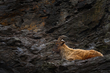 Himalayan tahr, Hemitragus jemlahicus, even-toed ungulate native to the Himalayas in southern Tibet. Wild goat in the rock stone nature habitat, mountian in north of India. Wildlife.