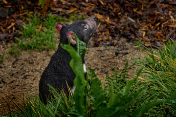 Obraz premium Tasmanian devil, Sarcophilus harrisii, carnivorous marsupial in the nature habitat. Rare animal from Tasmania. Cute black endemic mammal in the green vegetation, Tasmania wildlife.