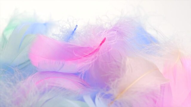 Beautiful abstract colorful feathers on white background, soft pastel colors feather texture on white, close up. Colourful pastel neon feathers. Softness concept. 