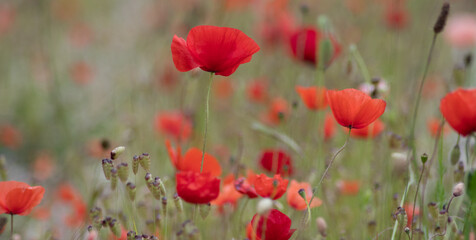 Obraz premium Wild poppies besides the road at St Austell Cornwall