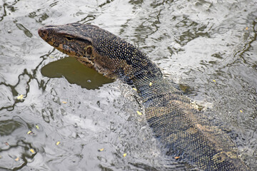 asian water monitor lizard (Varanus) in its natural environment, seen in the Lumphini Park, Bangkok, Thailand