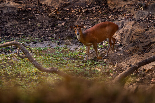 Red munjak, Muntiacus muntjak, small wild deer near the green water pond in the forest, Kabini Nagarhole NP, India in Asia. Red munjak in the nature habitat, wildlife. Animal in forest, India