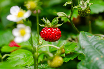 Strawberries on a branch in summer in a forest in Germany