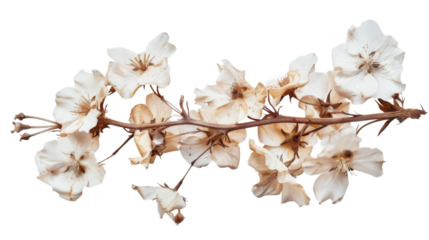 Dried flower