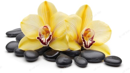 Yellow orchid isolated on white background with black pebbles