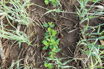 Looking down on a row of young soybeans planted into a winter rye cover crop. 