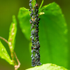 Aphids eat and sit on the plant stem close-up