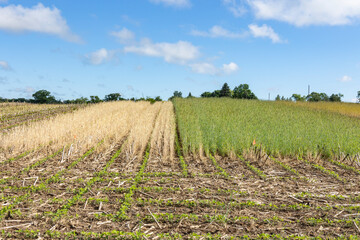 A test plot in a young soybean field with winter rye that has been killed with herbicide and winter...