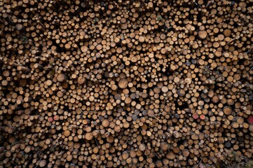 Deforestation, forest clearing. Cutting trees