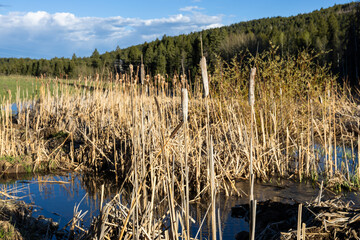 view of a pond with cattails in the foreground in the mountains