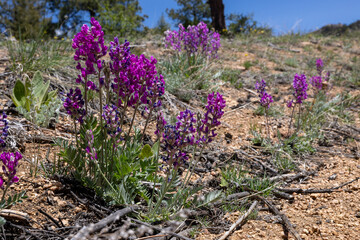Purple locoweed in the colorado rockies