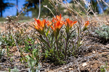indian paintbrush in the colorado rockies